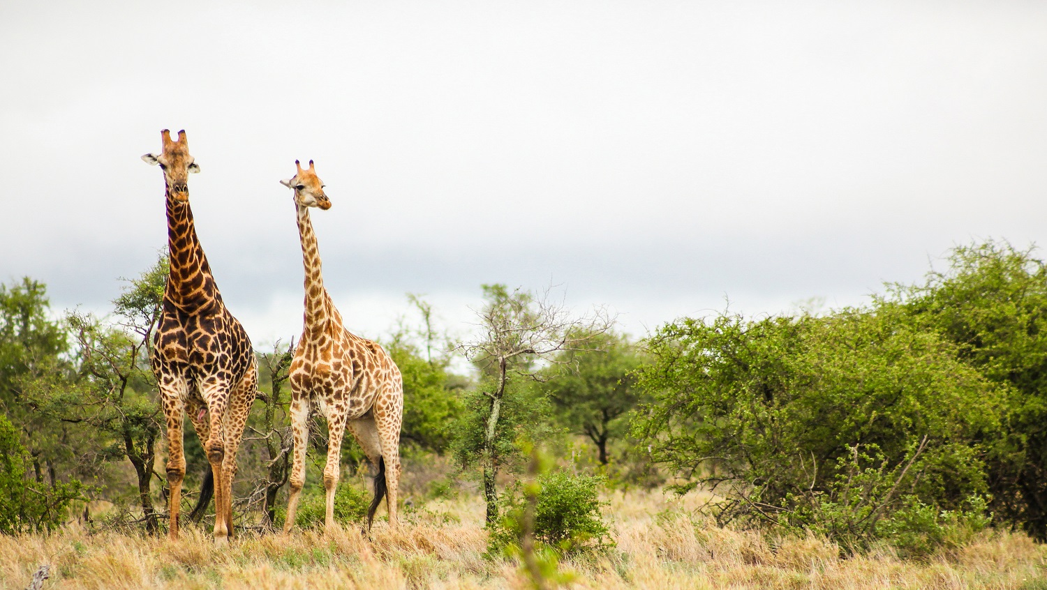 A shot of two cute and tall giraffes on Safari in South Africa