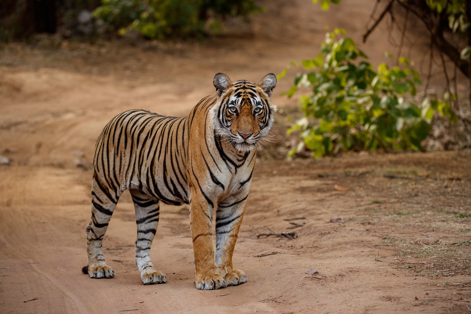 Tiger in the nature habitat. Tiger male walking head on composition. Wildlife scene with danger animal. Hot summer in Rajasthan, India. Dry trees with beautiful indian tiger. Panthera tigris.